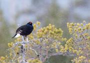 Birkhahnbalz - Black Grouse Courtship